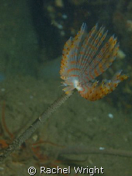 Peacock Worm in Loch Fyne, Scotland by Rachel Wright 